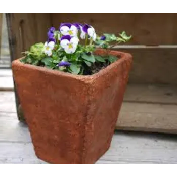 Good Pansy Plant 8-pansy plant-552234-89118.webp